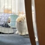 ヤメピ🐶は押すだけだけど。。。