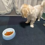 2人🐰🐶で春の七草